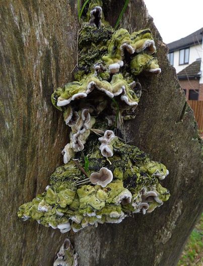 Growing on bark-less Norway maple in Billericay, Essex.